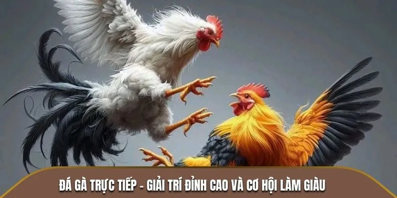 Đá gà trực tiếp