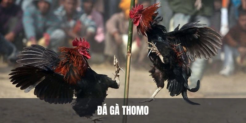 Đá gà thomo